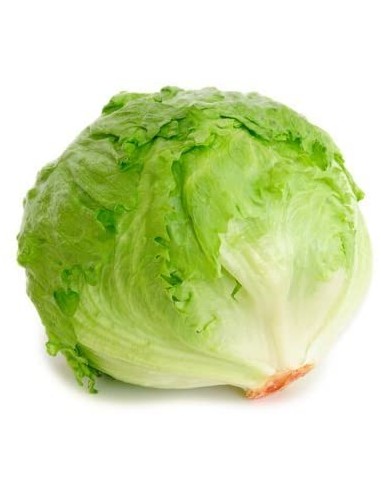 LECHUGA ICEBER